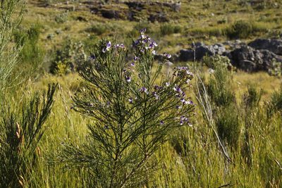 Psoralea usitata, photographed by Tony Rebelo