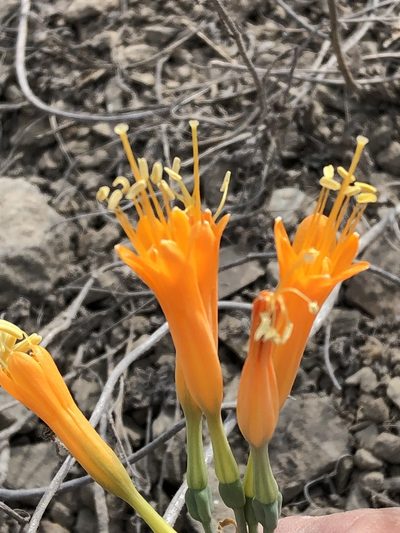 Stenomesson flavum, photographed by Antonio W. Salas