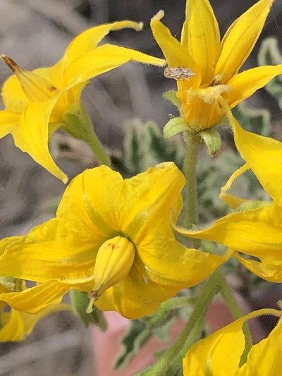 Solanum corneliomulleri, photographed by Antonio W. Salas