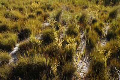 Thesium scabrum, photographed by Tony Rebelo