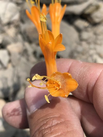 Stenomesson flavum, photographed by Antonio W. Salas