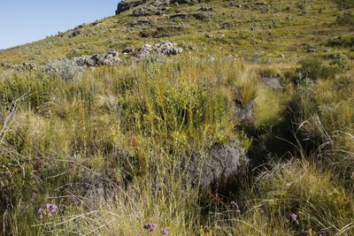 Thesium strictum, photographed by Tony Rebelo