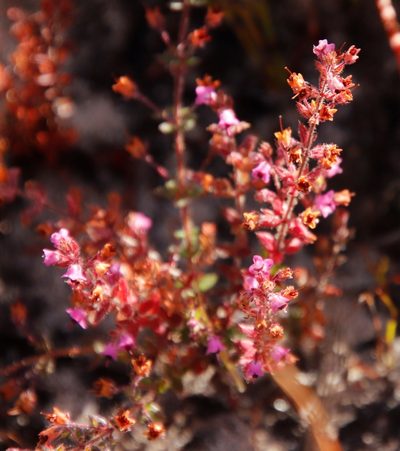 Erica thimifolia, photographed by Tony Rebelo