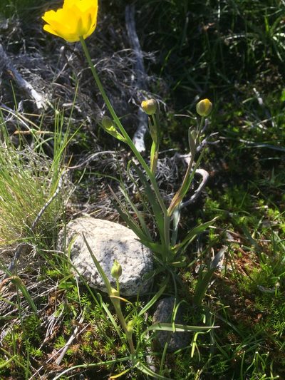 Ranunculus abnormis, photographed by Andre Hosper