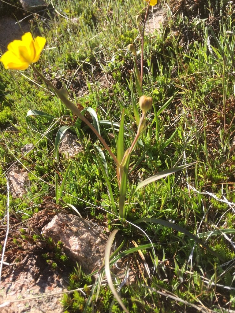 Ranunculus abnormis, photographed by Andre Hosper