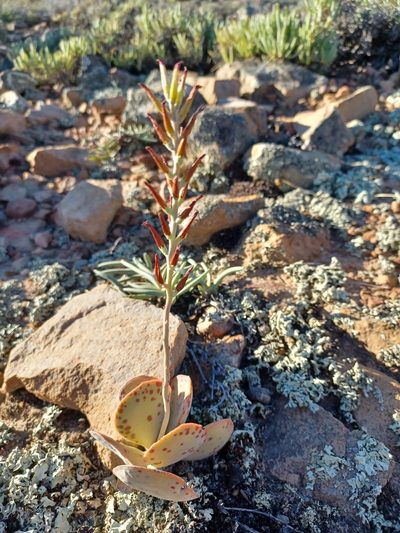 Adromischus maculatus, photographed by Danie Palm