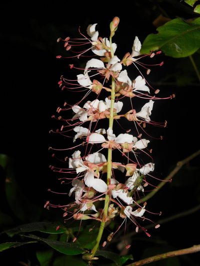 Humboldtia brunonis, photographed by Rama Narayanan