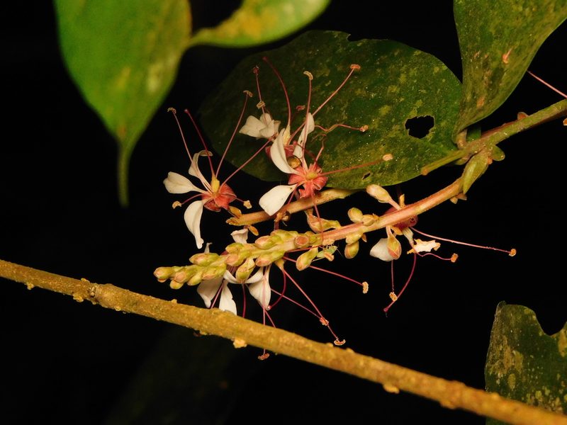 Humboldtia brunonis, photographed by Rama Narayanan