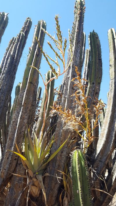 Tillandsia makoyana, photographed by Eugenio Padilla