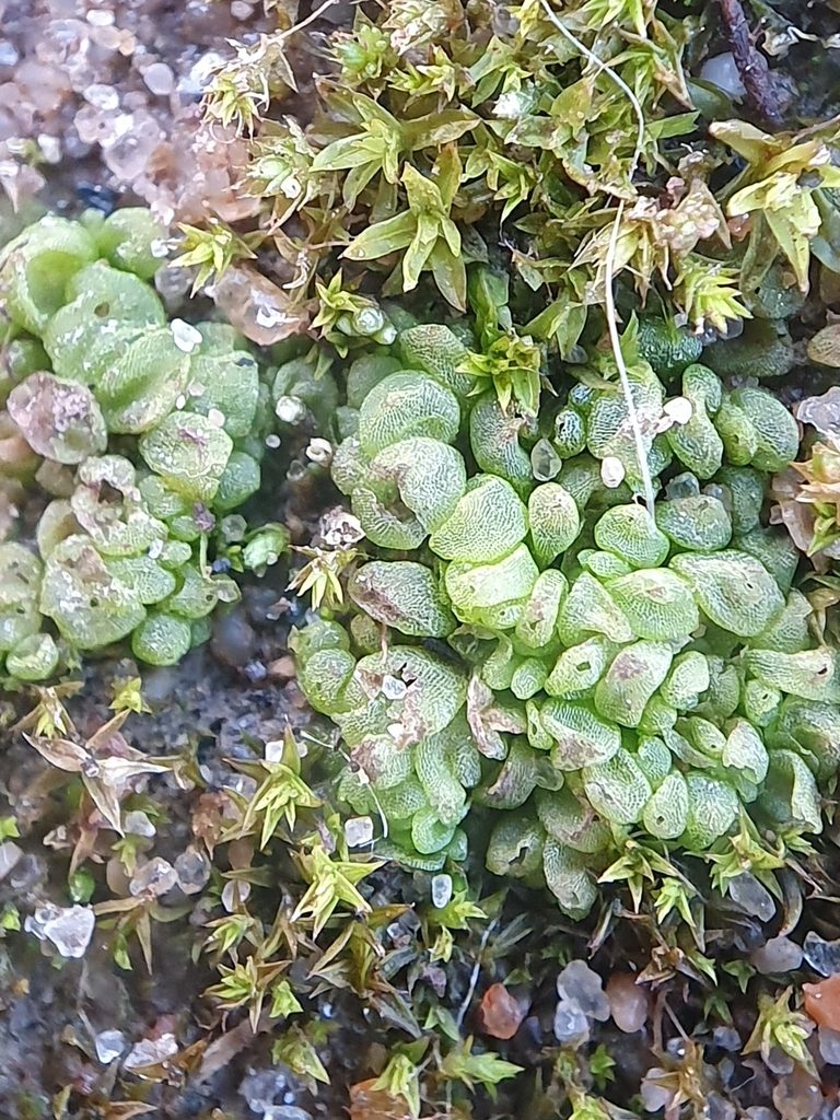 Sphaerocarpos europaeus, photographed by Jonathan Hughes