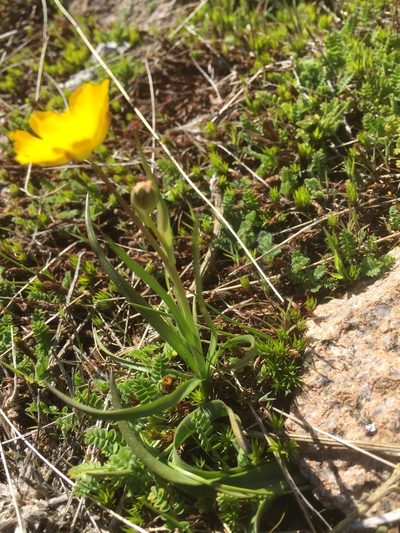 Ranunculus abnormis, photographed by Andre Hosper