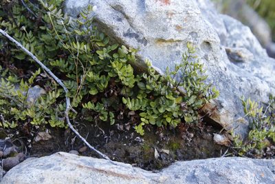 Choristosoria pteroides, photographed by Tony Rebelo