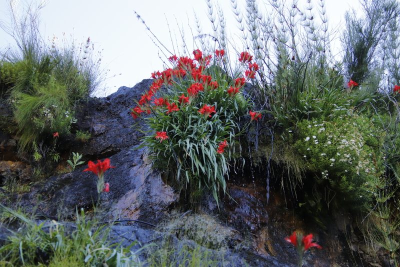 Gladiolus cardinalis, photographed by Tony Rebelo