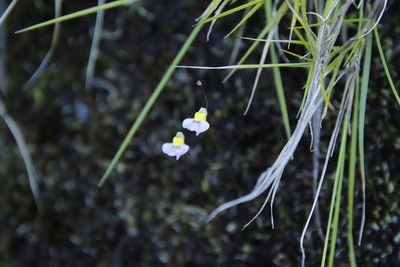 Utricularia bisquamata, photographed by Tony Rebelo