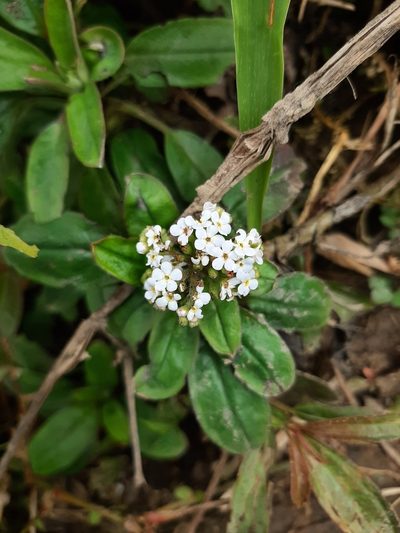 Trigonotis formosana, photographed by Bella Lin