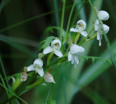 Disa uncinata, photographed by Tony Rebelo