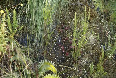 Utricularia bisquamata, photographed by Tony Rebelo