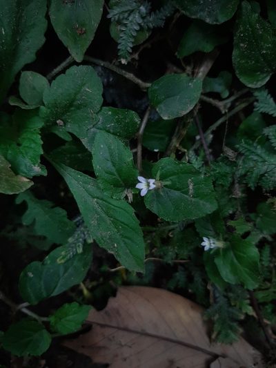 Lobelia zeylanica, photographed by Bella Lin