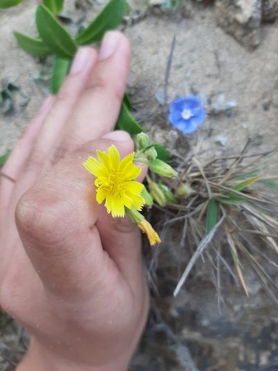 Crepidiastrum taiwanianum, photographed by Bella Lin
