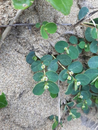 Euphorbia garanbiensis, photographed by Bella Lin