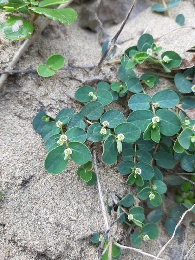 Euphorbia garanbiensis, photographed by Bella Lin