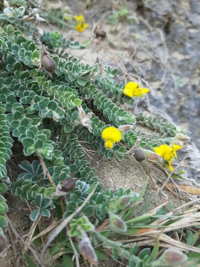 Crotalaria similis, photographed by Bella Lin