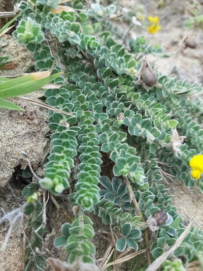 Crotalaria similis, photographed by Bella Lin