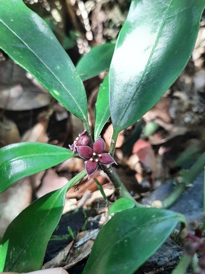 Aucuba chinensis, photographed by Bella Lin
