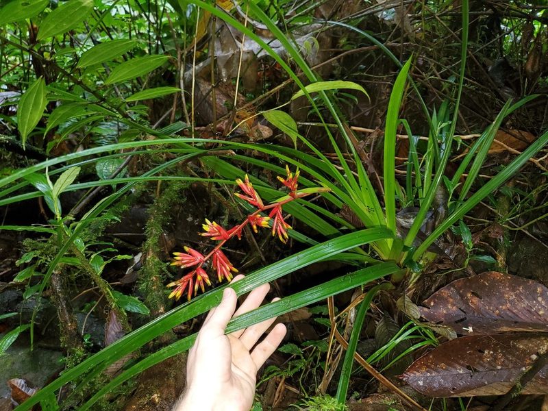 Guzmania peter-bakii, photographed by Nolan Exe