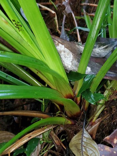 Guzmania peter-bakii, photographed by Nolan Exe