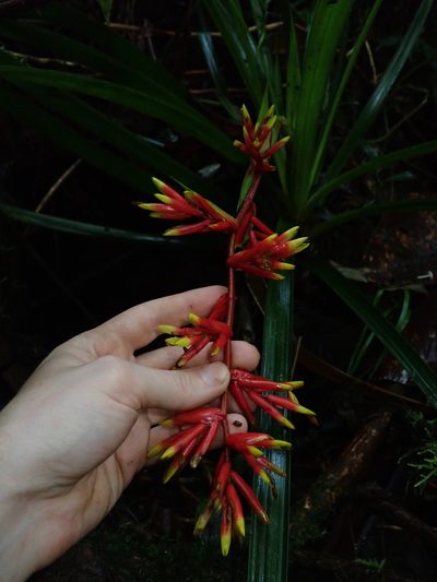 Guzmania peter-bakii, photographed by Nolan Exe