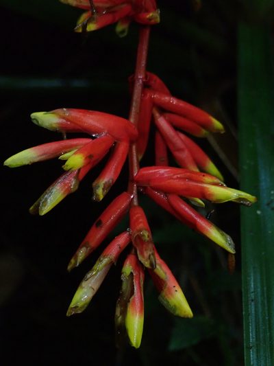 Guzmania peter-bakii, photographed by Nolan Exe