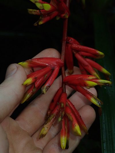 Guzmania peter-bakii, photographed by Nolan Exe