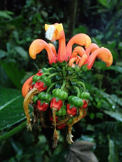 Centropogon granulosus, photographed by Nolan Exe