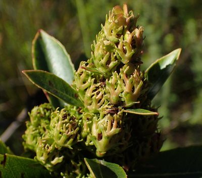 Laurophyllus capensis, photographed by Nicola van Berkel