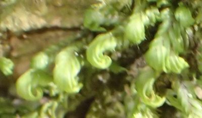Fissidens ovatus, photographed by Nicola van Berkel