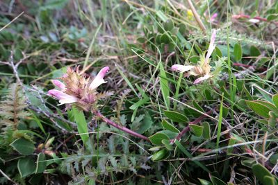 Pedicularis rigginsiae, photographed by paulexcoff