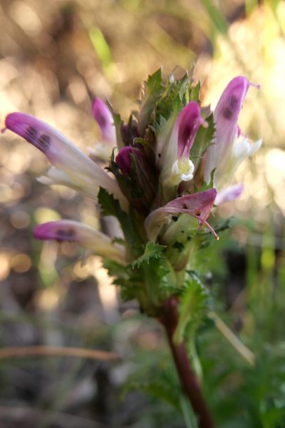 Pedicularis rigginsiae, photographed by paulexcoff
