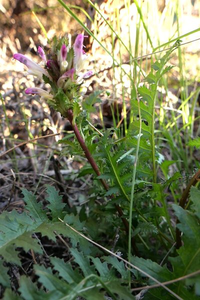 Pedicularis rigginsiae, photographed by paulexcoff