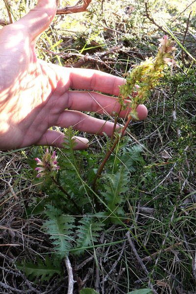Pedicularis rigginsiae, photographed by paulexcoff