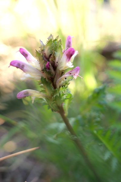 Pedicularis rigginsiae, photographed by paulexcoff