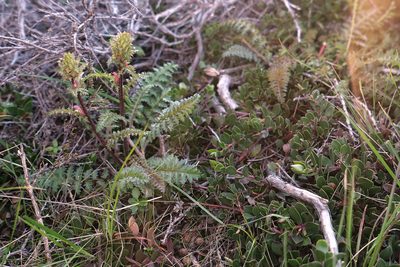 Pedicularis rigginsiae, photographed by paulexcoff