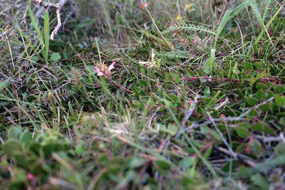 Pedicularis rigginsiae, photographed by paulexcoff