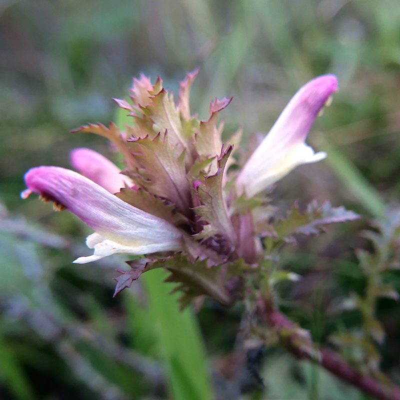 Pedicularis rigginsiae, photographed by paulexcoff