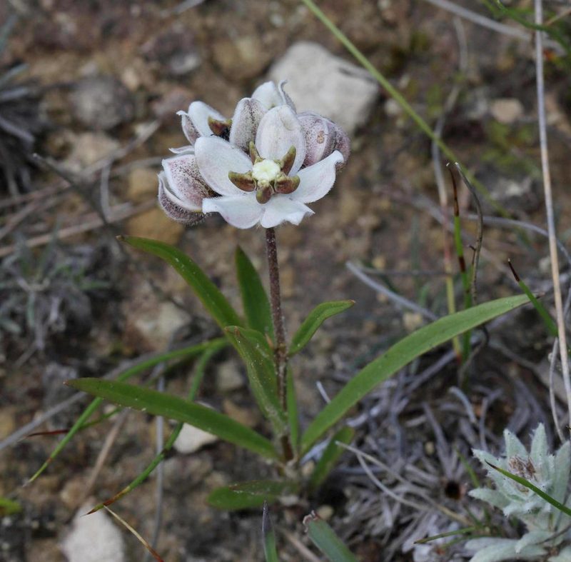 Asclepias oreophila, photographed by Alan Manson
