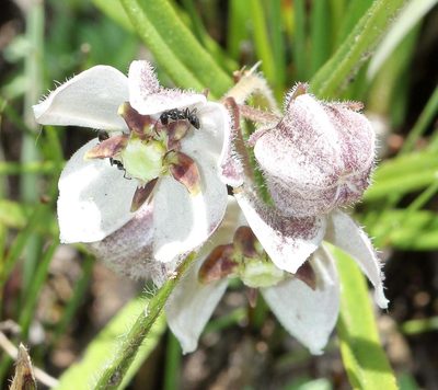 Asclepias oreophila, photographed by Alan Manson