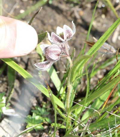 Asclepias oreophila, photographed by Alan Manson