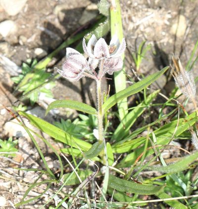 Asclepias oreophila, photographed by Alan Manson