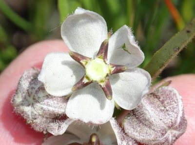 Asclepias oreophila, photographed by Alan Manson