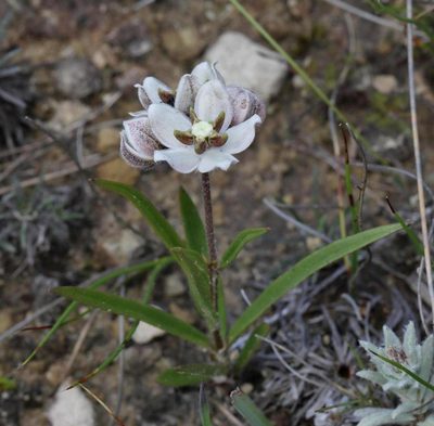Asclepias oreophila, photographed by Alan Manson